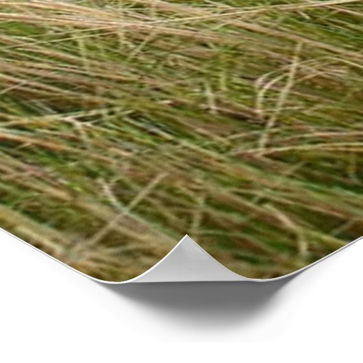 Giraffes in het veld door bomen poster (Hoek)