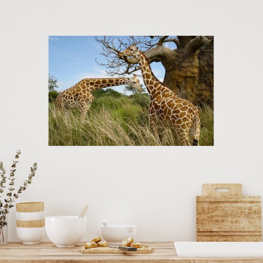 Giraffes in het veld door bomen poster (Keuken)