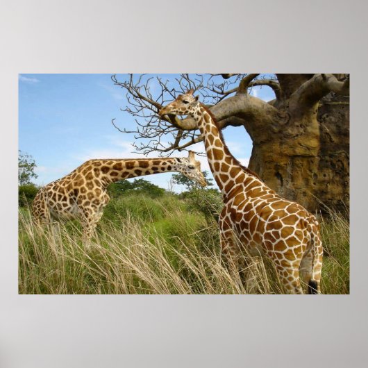 Giraffes in het veld door bomen poster (Voorkant)