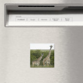 Giraffes in Kenia, Afrika 2 Magneet (Insitu (Vaatwasser))