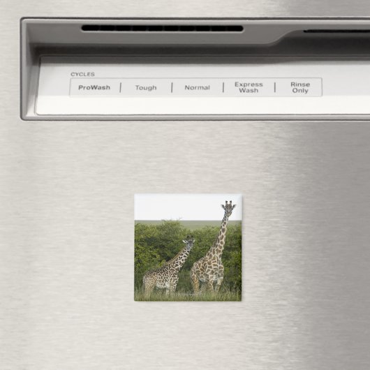 Giraffes in Kenia, Afrika 2 Magneet (Insitu (Vaatwasser))