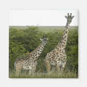 Giraffes in Kenia, Afrika 2 Magneet (Voorkant)