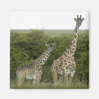 Giraffes in Kenia, Afrika 2 Magneet
