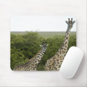 Giraffes in Kenia, Afrika 2 Muismat (Met muis)