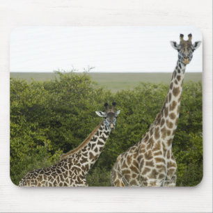 Giraffes in Kenia, Afrika 2 Muismat