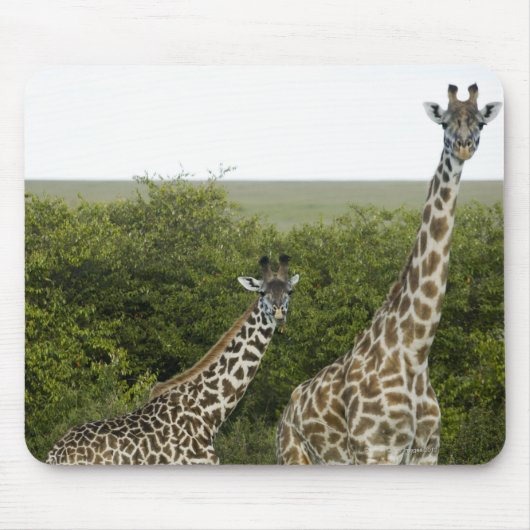 Giraffes in Kenia, Afrika 2 Muismat (Voorkant)
