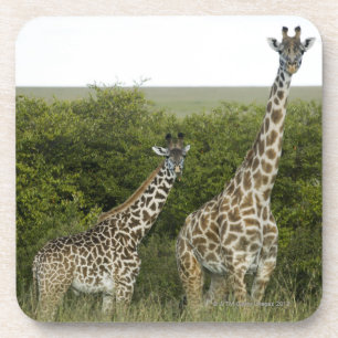 Giraffes in Kenia, Afrika 2 Onderzetter