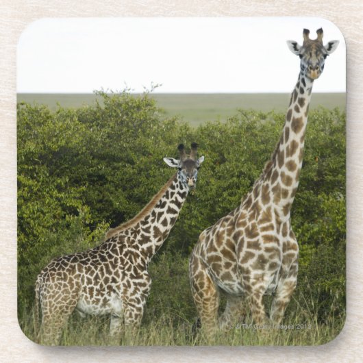 Giraffes in Kenia, Afrika 2 Onderzetter (Voorkant)