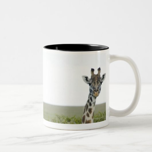 Giraffes in Kenia, Afrika 2 Tweekleurige Koffiemok (Rechts)