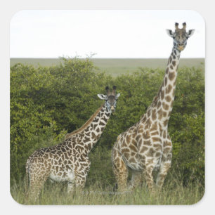 Giraffes in Kenia, Afrika 2 Vierkante Sticker