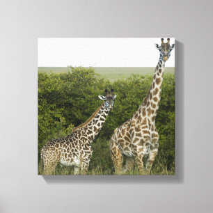 Giraffes in Kenia, Afrika Canvas Afdruk