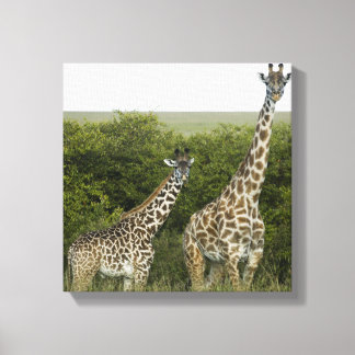 Giraffes in Kenia, Afrika Canvas Afdruk