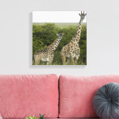 Giraffes in Kenia, Afrika Canvas Afdruk (Insitu (Woonkamer))
