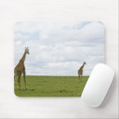 Giraffes in Kenia, Afrika Muismat (Met muis)
