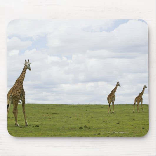 Giraffes in Kenia, Afrika Muismat (Voorkant)