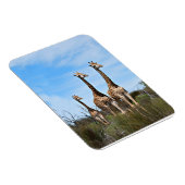 Giraffes in Soft Savannah Light Magneet (Rechterzijde)