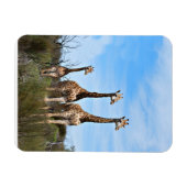 Giraffes in Soft Savannah Light Magneet (Horizontaal)