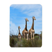 Giraffes in Soft Savannah Light Magneet (Verticaal)
