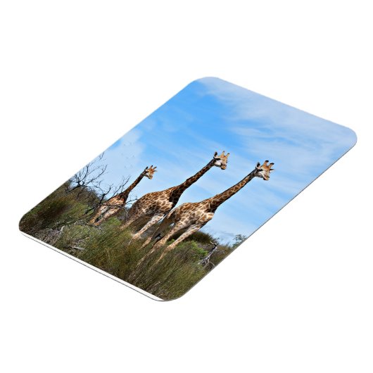 Giraffes in Soft Savannah Light Magneet (Linkerzijde)