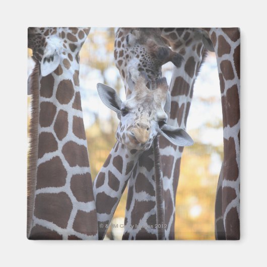 Giraffes in Tama Zoo, Tama Zoo, Tokio Magneet (Voorkant)