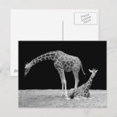 Giraffes in zwart-wit briefkaart (Voorkant / Achterkant)