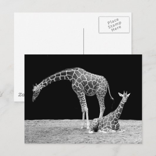 Giraffes in zwart-wit briefkaart (Voorkant / Achterkant)