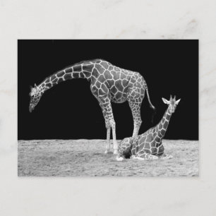 Giraffes in zwart-wit briefkaart