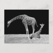 Giraffes in zwart-wit briefkaart (Voorkant)