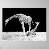 Giraffes in zwart-wit poster (Voorkant)