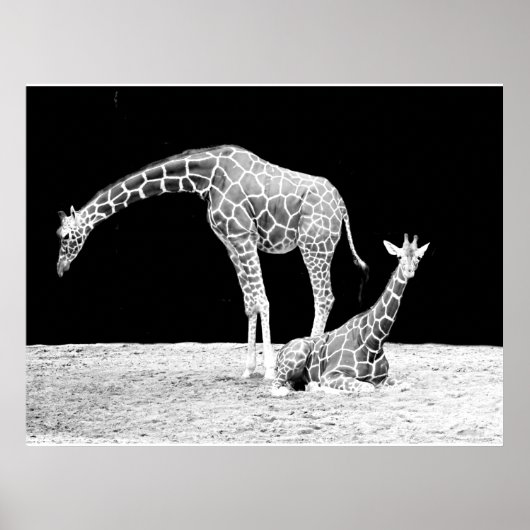 Giraffes in zwart-wit poster (Voorkant)