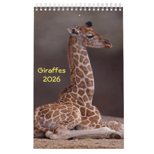 Giraffes Kalender (Hoes)