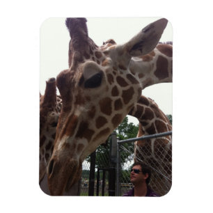 Giraffes Magneet