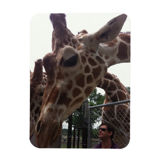 Giraffes Magneet (Verticaal)