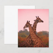 Giraffes met een roze lucht (Voorkant / Achterkant)