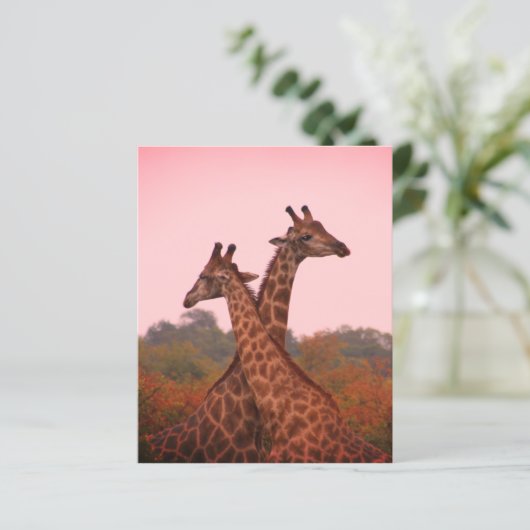 Giraffes met een roze lucht (Staand voorkant)