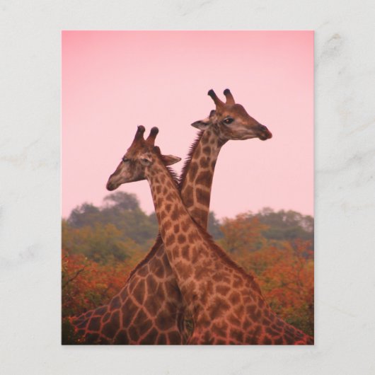 Giraffes met een roze lucht (Voorkant)