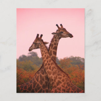 Giraffes met een roze lucht