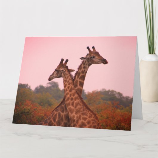 Giraffes met een roze lucht kaart (Voorkant)