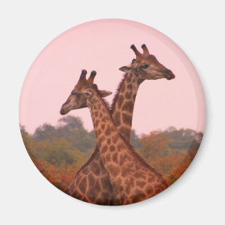 Giraffes met een roze lucht magneet