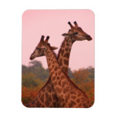 Giraffes met een roze lucht magneet (Verticaal)