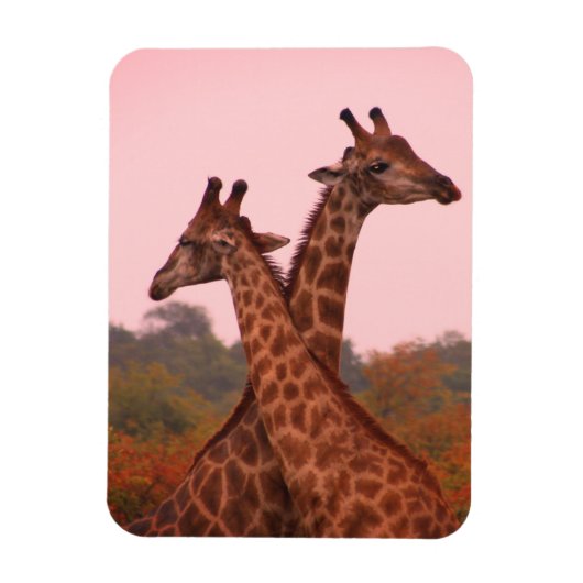 Giraffes met een roze lucht magneet (Verticaal)