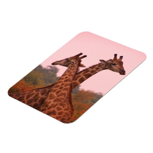 Giraffes met een roze lucht magneet (Linkerzijde)