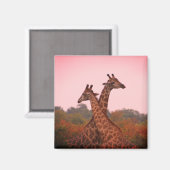 Giraffes met een roze lucht magneet (Voorkant / Achterkant)