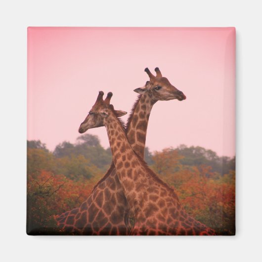 Giraffes met een roze lucht magneet (Voorkant)