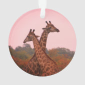 Giraffes met een roze lucht ornament (achterkant)
