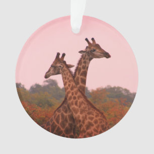 Giraffes met een roze lucht ornament