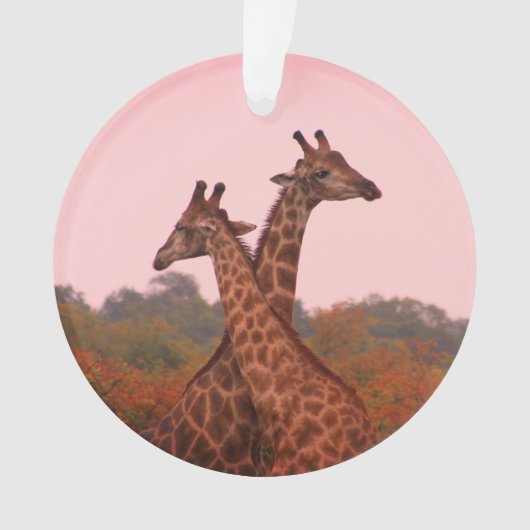 Giraffes met een roze lucht ornament (voorkant)