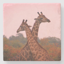 Giraffes met een roze lucht
