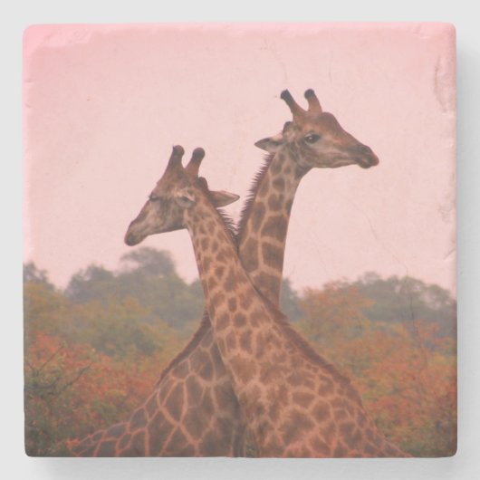 Giraffes met een roze lucht stenen onderzetter (Voorkant)