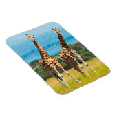 Giraffes op de Savanna in Oeganda Magneet (Rechterzijde)